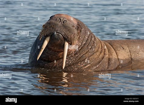 Walrus Ivory Or Whale Tooth Hi Res Stock Photography And Images Alamy