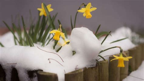 Pflanzen vor Frost schützen So schützen Sie Ihre Pflanzen vor der