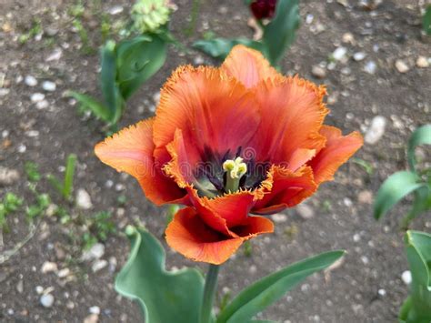 Dark Orange Tulip in a Garden. Parco Sigurtà, Valeggio Sul Mincio ...