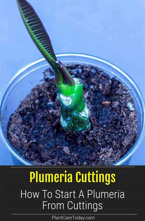 How To Root Plumeria Cuttings In Water