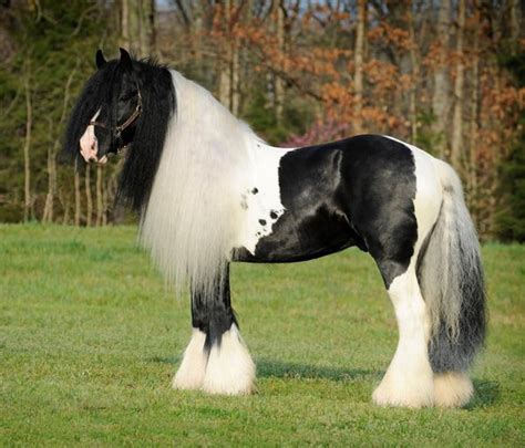 Are Clydesdale horses related to tinker horses? - Quora