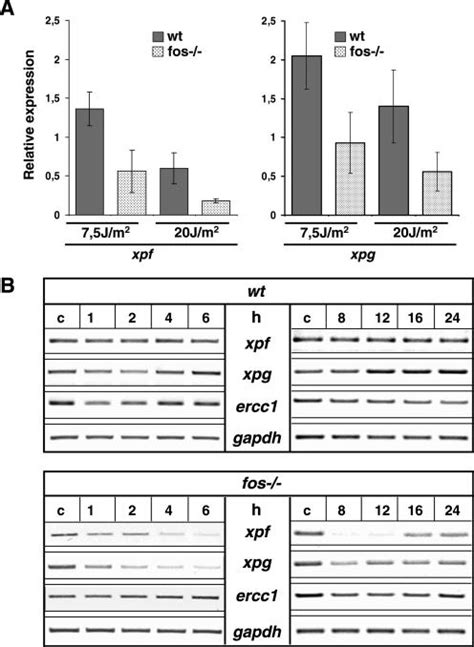 Rna Expression Of Xpf Xpg And Ercc1 A Exponentially Growing Wt And Download Scientific