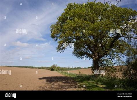 Bright Green Oak Tree Leaves And Branches Against Blue Sky In A Field