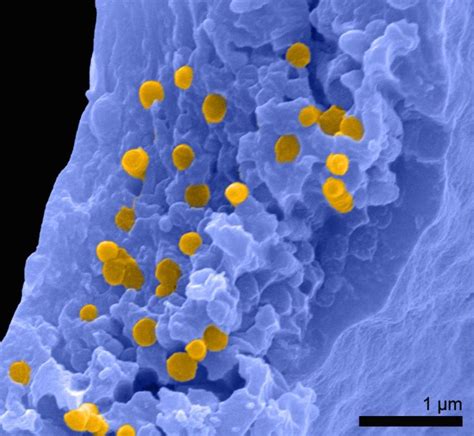 Paleontologists Unearth Ginger Pigment Secrets From 10 Million Year Old