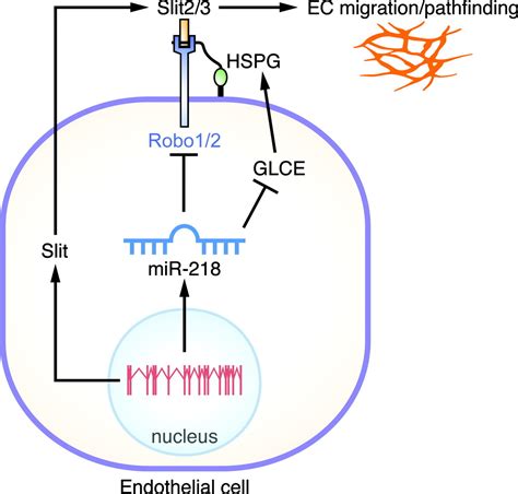 MicroRNA 218 Regulates Vascular Patterning By Modulation Of Slit Robo