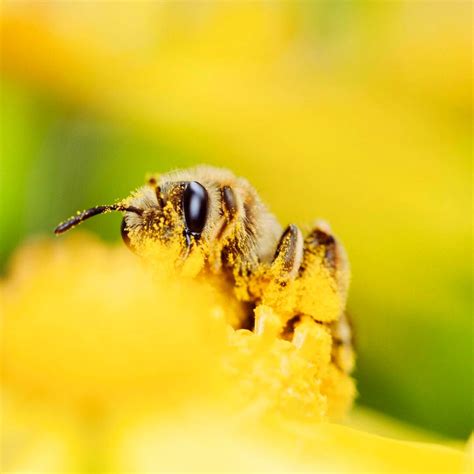 The Crucial Role Of Bees Sustaining Flowers And The Planet Article On