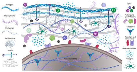 Extracellular Matrix Regulation In Physiology And In Brain Disease