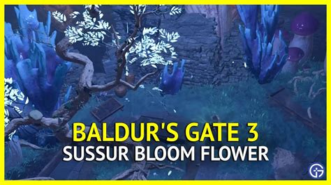 Baldur S Gate Sussur Bloom Location How To Use