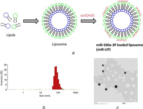 Physicochemical Characterization Of Mirna‐loaded Liposomes A Download Scientific Diagram