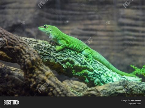 Small Green Lizard Image And Photo Free Trial Bigstock