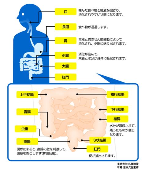 排便のしくみ おなかのはなしcom