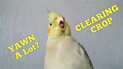 Why Do Cockatiels Yawn