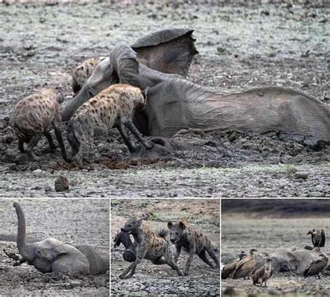 la dura legge della natura un cucciolo di elefante è stato divorato