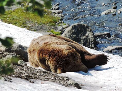 The Wildlife Of Kamchatka. Kamchatka Mountains. Kamchatka Peninsula. Stock Image - Image of ...