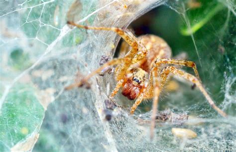 Diadematus Del Araneus Foto De Archivo Imagen De Primer