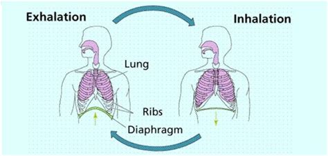 Mechanism Of Breathing In Human Body | Transformation Breathing