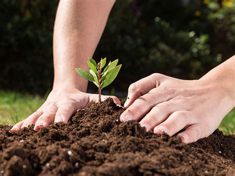 Jardinagem Sustent Vel Os Princ Pios Da Permacultura Makino