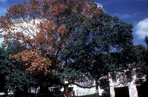 Oak Wilt In Central Texas A Good Morning Tree Service