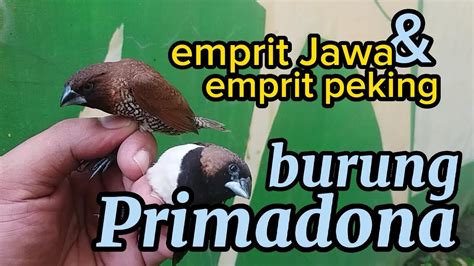 Emprit Jawa Dan Emprit Peking Burung Primadona YouTube