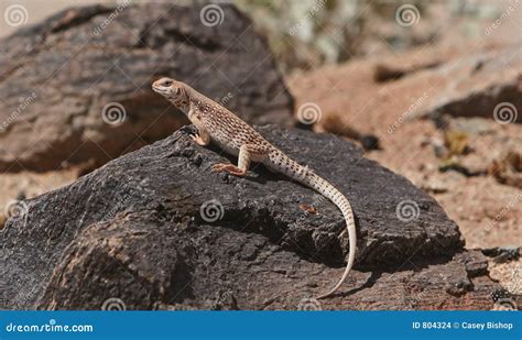 Desert Iguana Stock Photo Image Of Mojave Sonoran Desert 804324