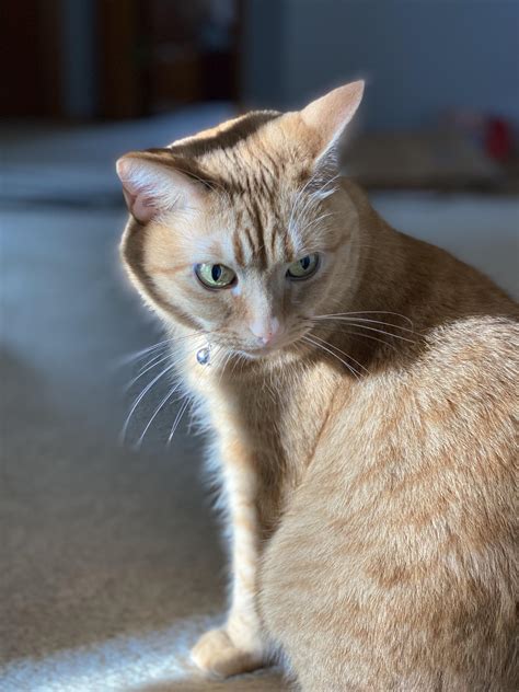 Candy lovers are celebrating the green apple skittles comeback on social