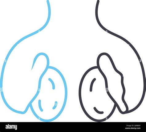 Testicles Line Icon Outline Symbol Vector Illustration Concept Sign