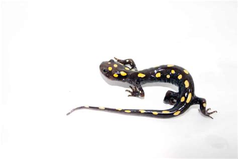 The Yellow Spotted Salamander The Only Known Solar Powered Vertebrate