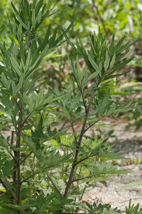 Artemisia Verlotiorum Lamotte