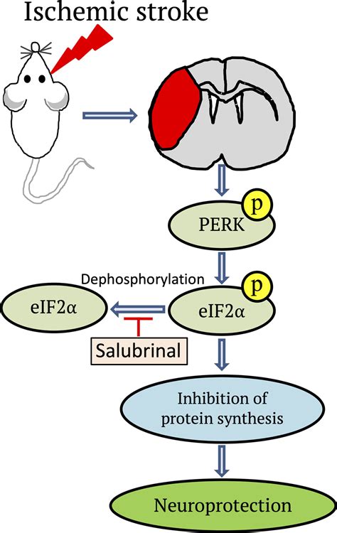 Perk Protein Kinase Rna Like Er Kinase Branch Of The Unfolded Protein