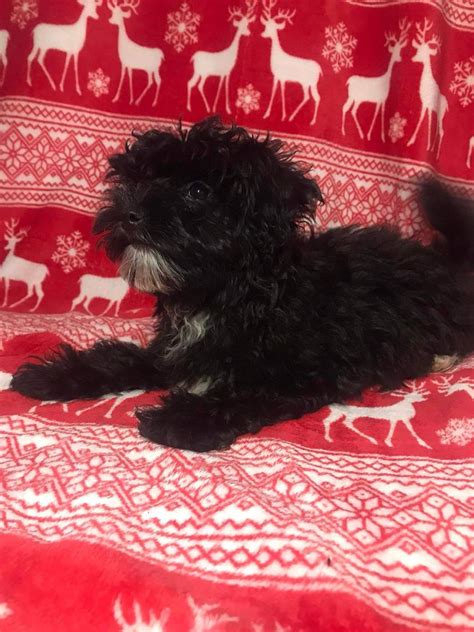 Piesek Maltipoo Z Metryk Bia Ystok Centrum Olx Pl