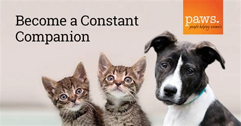 Become a Constant Companion - Campaign