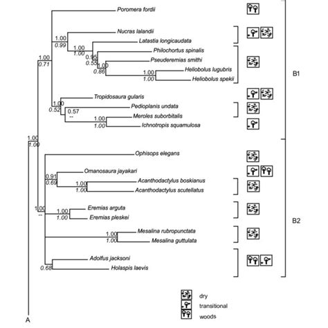 Clade B of the phylogenetic tree of Lacertidae with the rough ...