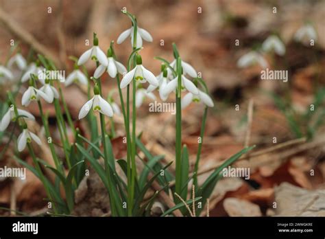 Snow Drops Galanthus Nivalis On Natural Forest Floor Stock Photo Alamy