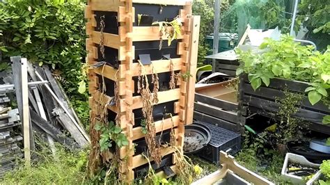 R Colte De Pomme De Terre Dans La Tour De Mur Potager Fr Youtube