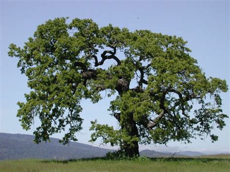 Roble Gigante Árboles Extraños Imagenes De Robles Especies De