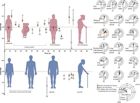 Findings Of Sex Specific Risk Factors Across The Lifespan For Dementia Download Scientific