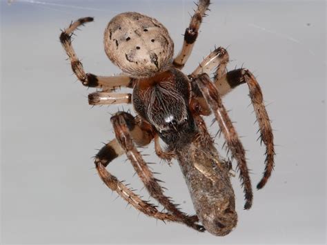 Furrow Spider - North American Insects & Spiders