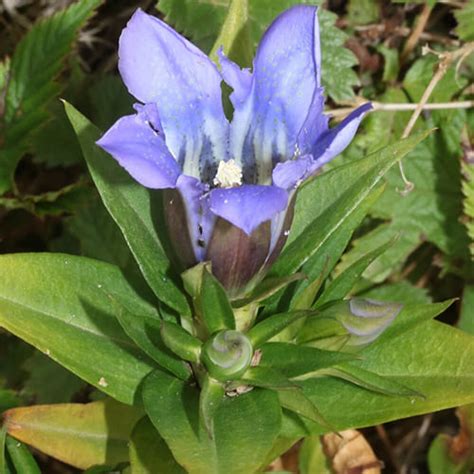 Горечавка - Садовый центр Азбука сада