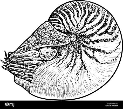 Meeresschnecke Abbildung Zeichnung Gravur Tinte Strichzeichnungen