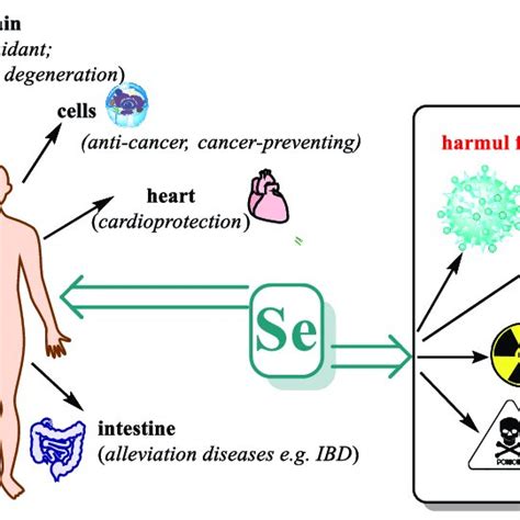 Effect Of Selenium On Various Organs And Functions IBD Inflammatory