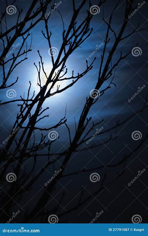 Full Moon Foggy Night Naked Leafless Trees Stock Image Image Of