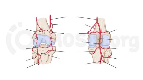 Anatomy of the knee joint | Osmosis