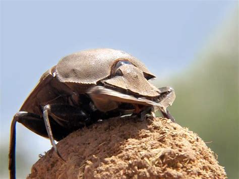 In Images Beetles Dance On Poop Balls To Keep Cool Live Science