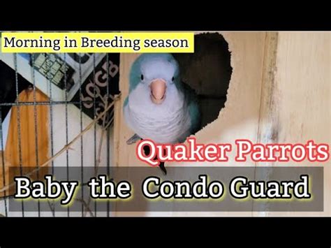 Quaker Parrots Morning Routine in breeding season |Quaker Parrot sounds | Noisy Quaker Parrot 🦜 ...