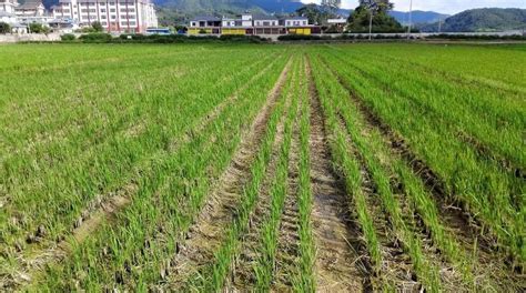 A Tale Of Chinas Perennial Rice By Ying Xue