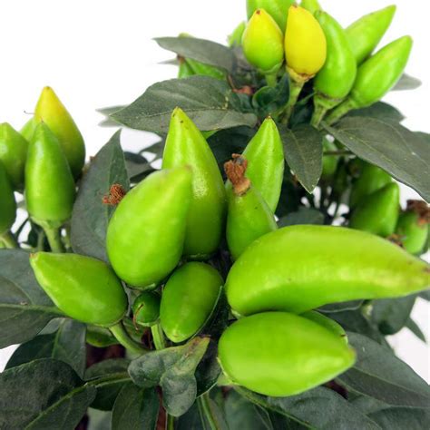 Capsicum Peperoncino Ornamentale Vaso Cm Gardenstuff