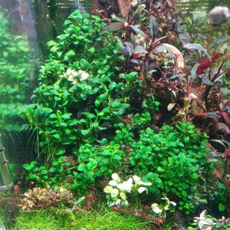 Anubias Nana: Care Guide, Reproduction, Tank Size & Disease