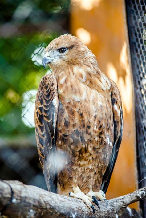 Bird of prey Golden eagle stock photo. Image of portrait - 172627364