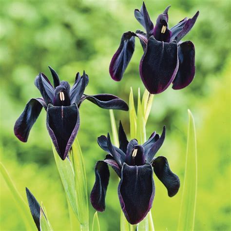 Black Form Iris | Fall plants, Bulb flowers, Iris flowers