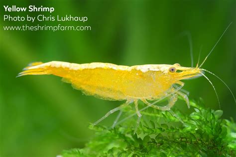 Yellow shrimp | Neocaridina davidi var. "Yellow" | Care & info - The ...